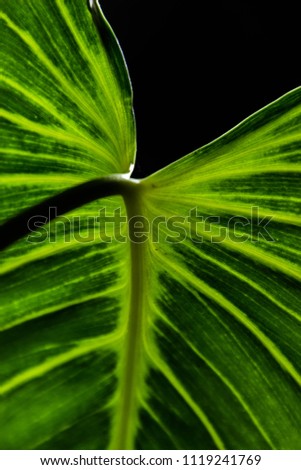 Close up detail of Alocasia lindenii green leaves with sun light.
