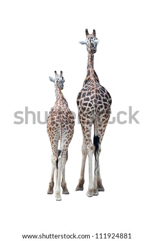 Pair of giraffes. Rear view. Isolated on a white background