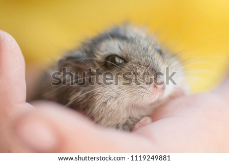 rodent mouse Grey dwarf hamster Gray Hamster macro, stands hairy, fur, stands, cute hamster Gerbil. extremely curious, fun, quick and loving in children's hands. 2020 - year of the rat