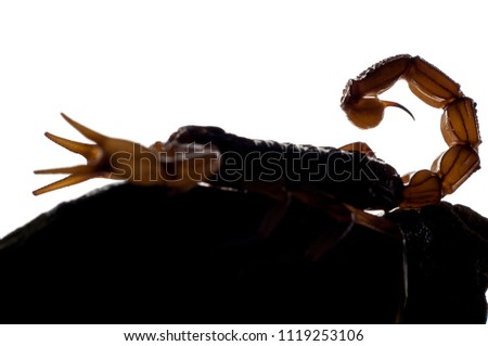 Scorpion (Buthus occitanicus), studio work, backlighted