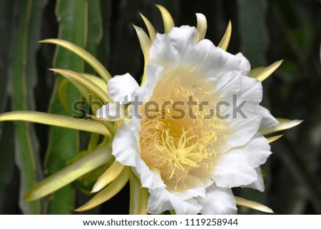 An image of dragon fruit flowers in sunlight