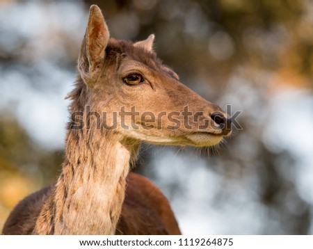 Head of a beautiful deer with soft bokeh in the background.