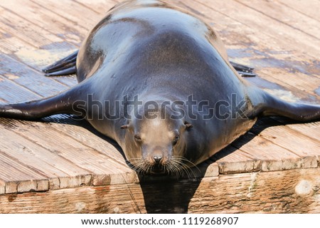A sea lion lies lazily on a pontoon and enjoys the sunbeams. Sea Lions at San Francisco Pier 39 Fisherman's Wharf has become a major tourist attraction. Royalty-Free Stock Photo #1119268907