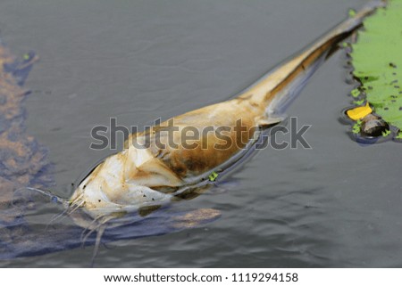 Dead fish floating in the river
