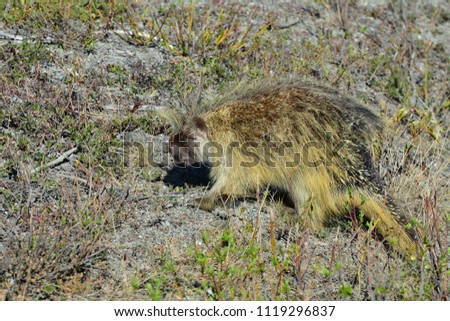 wild porcupine in natural habitat