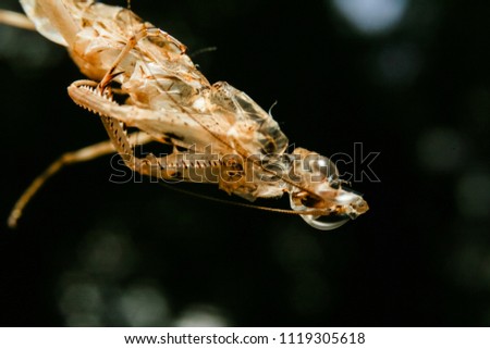 
Grasshopper in nature forest.