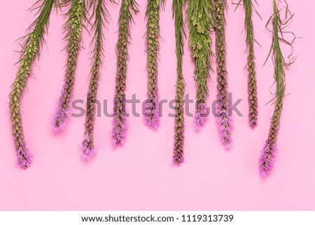 Lavender on pink background