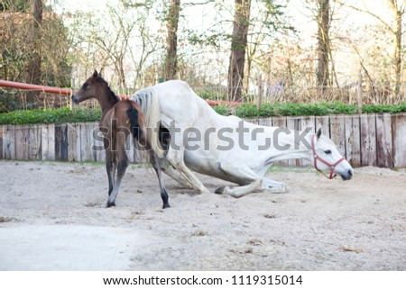 Mare and foal the first time out after the birth, mother is rolling Royalty-Free Stock Photo #1119315014
