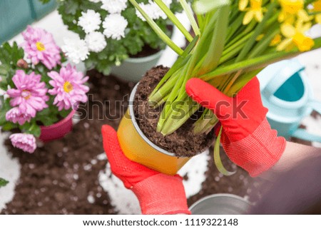 Photo of man's hands in red gloves transplanting flower
