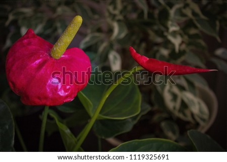 Indecent red flower with a thick sticking pestle. Men's health, potency. Green houseplant. Vignetting, the background is blurred.