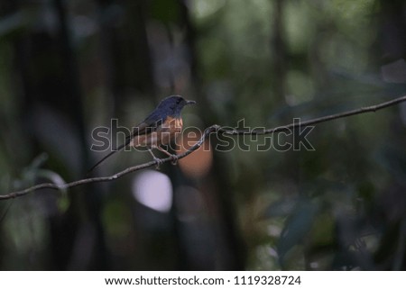 Adult female White-rumped shama (Copsychus malabaricus), uprisen angle view, side shot, foraging on the small vine in nature background, Kaeng Krachan National Park, the tropical forest of Thailand.