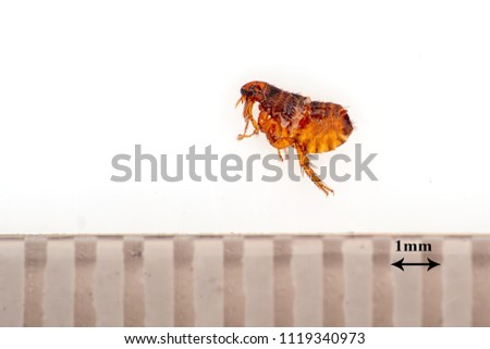 Flea with ruler to indicate size, scale. Donated by my dog. Siphonaptera. Pulex irritans. Royalty-Free Stock Photo #1119340973