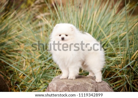 white pomeranian spitz adult dog outdoor
