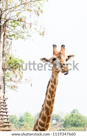 Lonely giraffe in the zoo