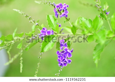 Violet or purple flower in the green field background a flower field in Thailand garden.