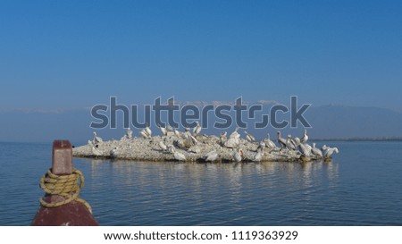 Dalmatian Pelican (Pelecanus crispus) Colony on a Rocky Island