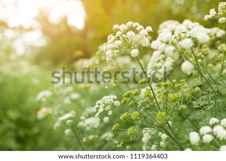 Summer grass and wildflower background. Horizontal image with sunlight