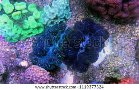 Maxima clams in coral reef aquarium