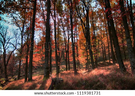 old beech tree forest as nice natural background