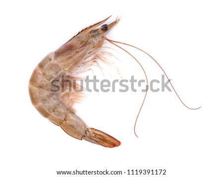 Raw white leg shrimp isolated on white background.      