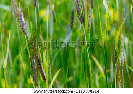 field of wheat in the ripening period, the agricultural sector