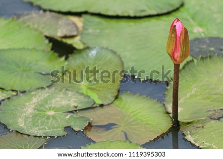 image of pink lotus flower not blooming on water

