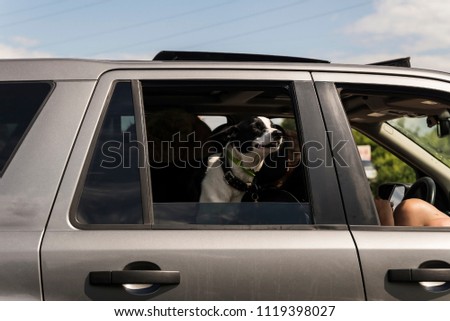 A dog looks out the window of a car Royalty-Free Stock Photo #1119398027