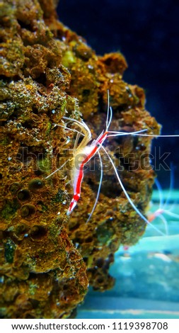 Cleaner shrimp in reef aquarium 