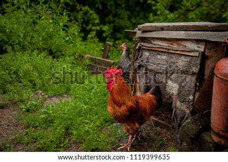 Beautiful color cock near the dog house. Village concept.