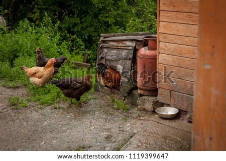 Beautiful color cock goes to the dog house. Village concept.