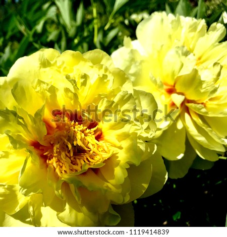 Wild beauty flower with nectar blooming in field countryside. Nature countryside consisting of wild bright flower blooming on field. Field natural herb it wild small flower blooming at countryside.