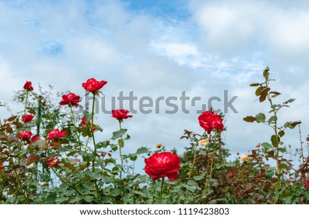 Red roses in rose plantation with cloudy blue sky.