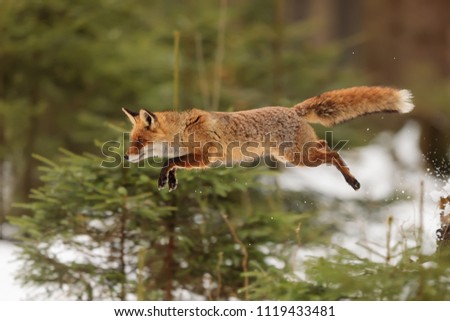 red fox, Vulpes vulpes, is jumping over small tree