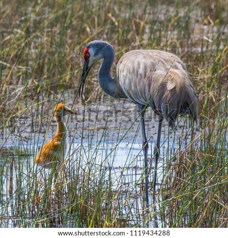 Mother sand hill crane looking down at her baby while standing in a Florida swampy lake Royalty-Free Stock Photo #1119434288