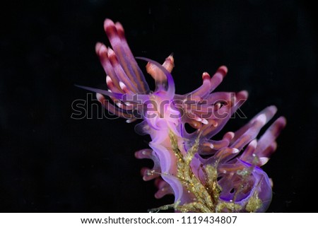 Nudibranch  Flabellina rubrolineata NSSI 2nd Ed. Picture was taken in Anilao, Philippines
