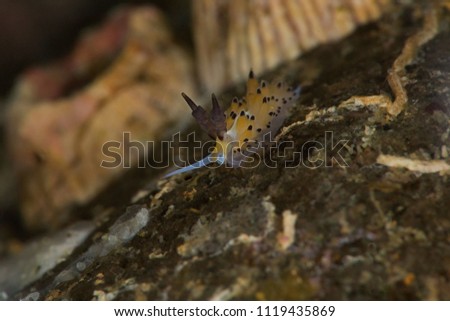 Nudibranch Favorinus tsuruganus. Picture was taken in Anilao, Philippines