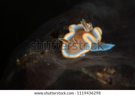 Nudibrunch Glossodoris rufomarginata. Picture was taken in Anilao, Philippines