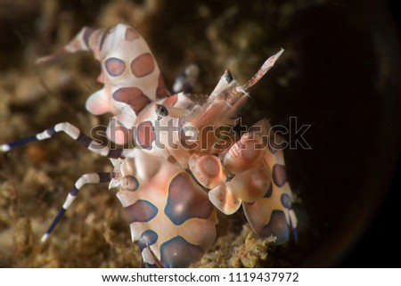 Harlequin shrimp (Hymenocera picta). Picture was taken in Anilao, Philippines
