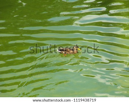 A swimming duck with some free time        