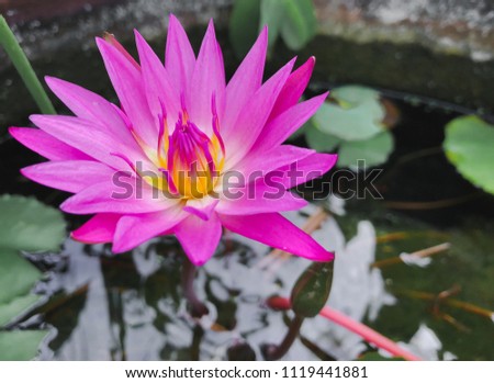 lotus flower of the Nymphaea Genus 