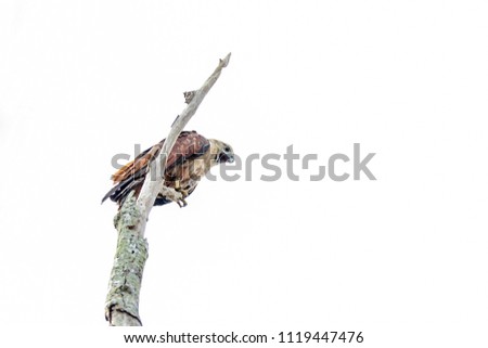 Brahminy kite sitting on a tree top