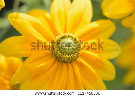 Macro details of yellow Margarete Daisy flowers in summer garden