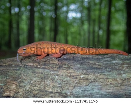 An Eastern Newt (Notophthalmus viridescens) eft eating a worm, Bear Hollow Mountain Wildlife Management Area, Franklin County, Tennessee, USA