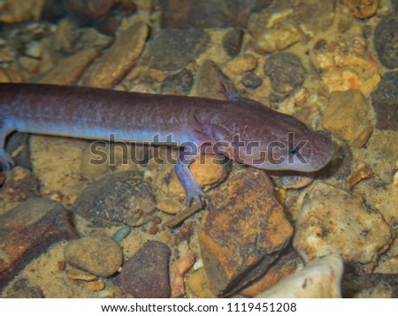 Tennessee Cave Salamander (Gyrinophilus palleucus) from a cave in Jackson County, Alabama, USA