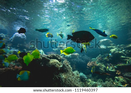 aquarium full of fish, green turquoise clear water, underwater picture, wallpaper