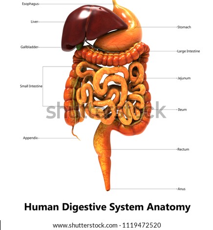 Human Digestive System Label Design Anatomy. 3D