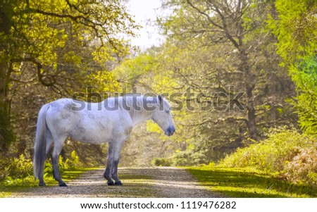 Beautiful standing white horse looking rough in colourful New Forest district, Hampshire, England.  