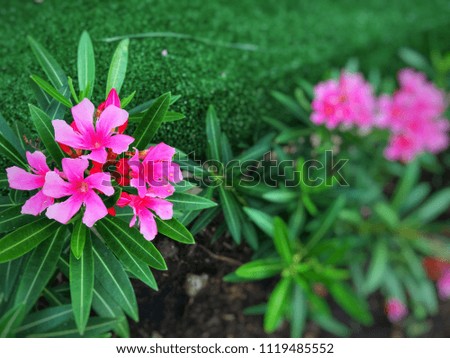Pink Flowers of the Garden