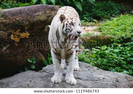 Beautiful white tiger at the zoo