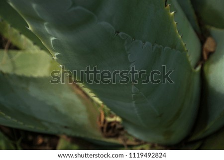 Macro photo of a green leaf of aloe vera close-up in a forest with a blurred background